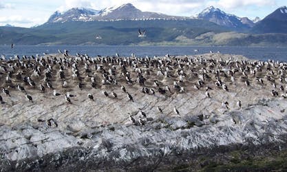 Catamaran excursie naar Penguin Island en Estancia Harberton vanuit Ushuaia